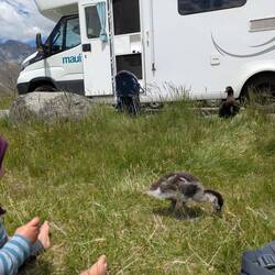 Beim Picknick würden wir von einer Entenfamilie begrüßt