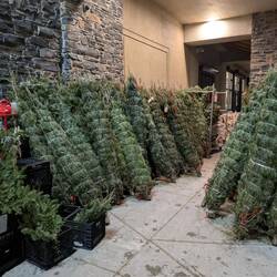 Christbäume werden jetzt schon gekauft