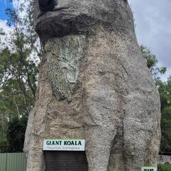 Australia's largest koala 🐨