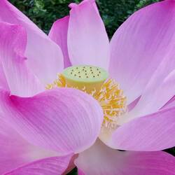 Lotus flower!