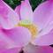 Lotus flower!