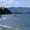 That Wanaka Tree