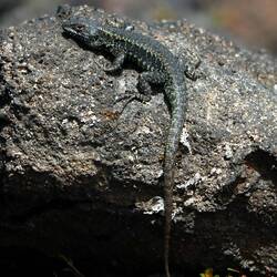 The lizard's colors are perfectly matched to the colors of the volcanic rocks.