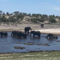 Hippos Elwfanten und Kroks