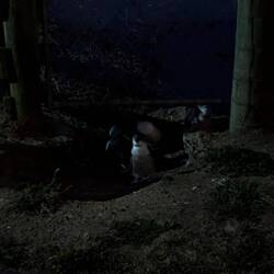 Auf dem Heimweg gab es dann aber doch noch Pinguine, die wir festhalten konnten.