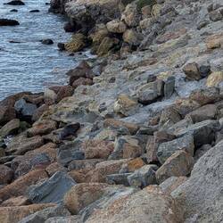 Suchspiel: 2 Robben und 2 Pinguine. (ist aber in der Auflösung echt schwer)