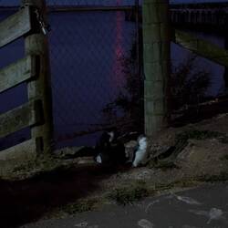 Die Pinguine konnten wir am ganzen Ufer entlang immer wieder beobachten,...