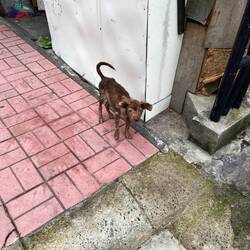 Einer von vielen Strassenhunden