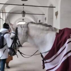 Die Bros kommen gerade tänzelnd zurück vom Training... Glück gehabt! 🤩🐴