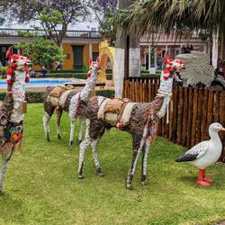 The Three Kings arrived on llamas
