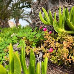 ..und blühende Herzblättrige Aptenia.