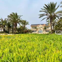 Daneben sprießen luxuriöse Villen, Apartments,..