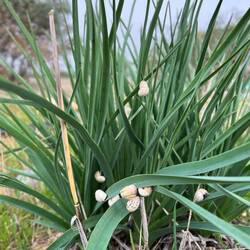 Zumindest finden sich hier anziehende Pflanzen, wie..