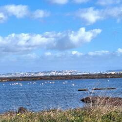 Jede Menge Flamingos um Cagliari herum