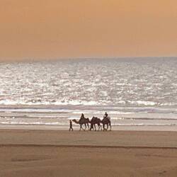 Auf dem Heimweg haben wir noch Kamele gesehen