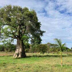Vor knappen 80 Jahren sah dieser Baobab wahrscheinlich genauso aus