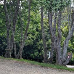 Macadamia nut trees