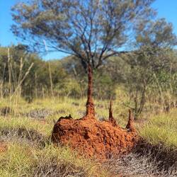 Ein Termitenhügel mit drei Spitzen.