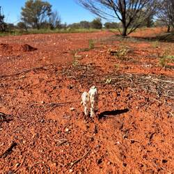 In dieser kargen und lebensfeindlichen Umgebung wachsen trotzdem Pilze.