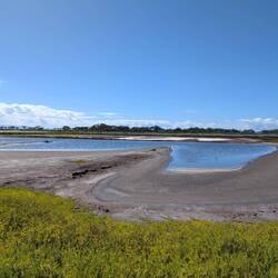 Salt Marshes
