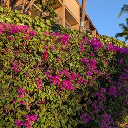 Such beautiful flowers