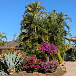 Lovely front yards