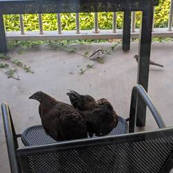 Then get themselves comfortable