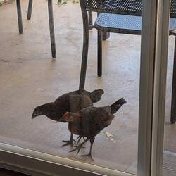 Mary's Chickens visit daily