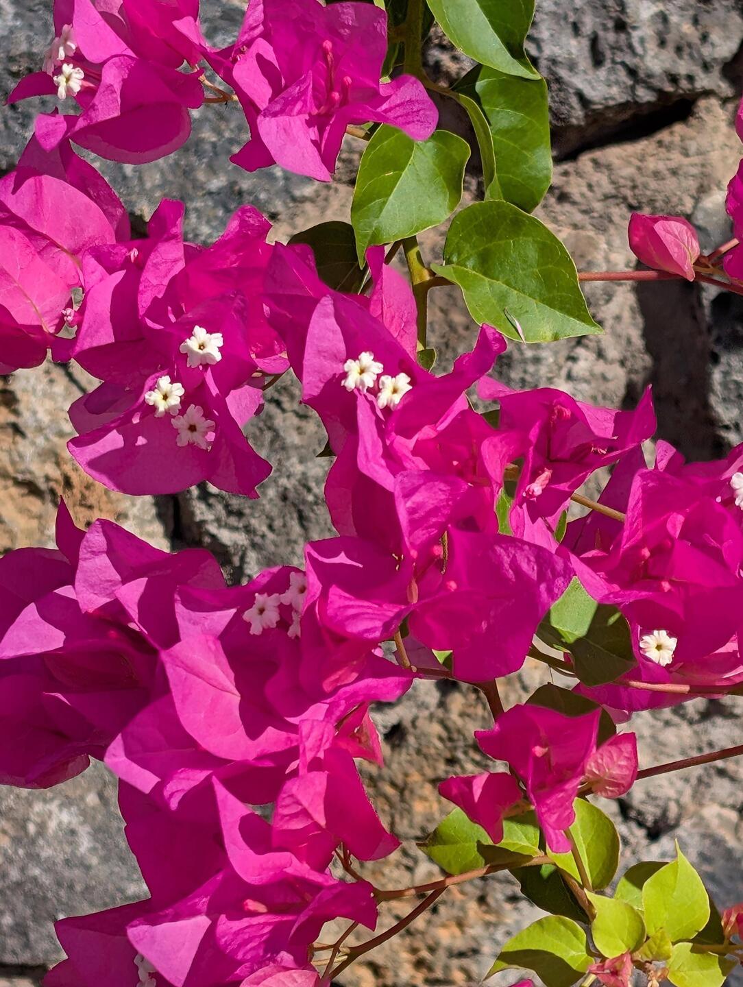 Such Color