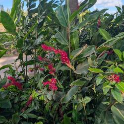 Lots of cool plant life