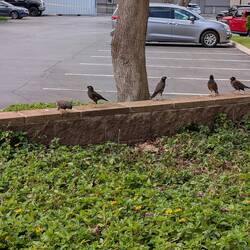 Myna bird concert
