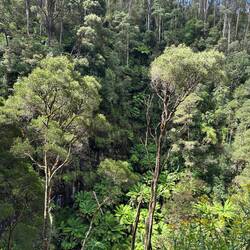 Eucalyptus forest at Erskine Falls