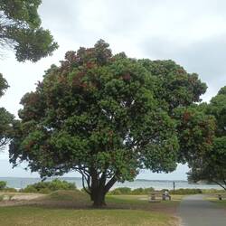 Neuseeländischer Weihnachtsbaum