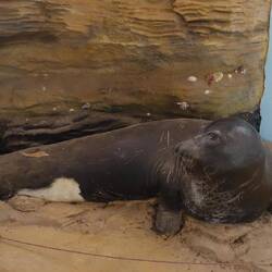 Von diesen seltenen Mönchsrobben sehe ich leider nur eine Attrappe im kleinen Infozentrum