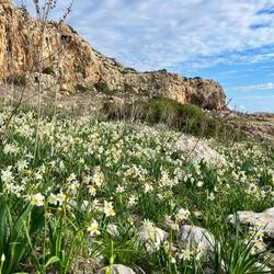Etwas weiter Richtung Kap Greco blühen hingegen Strauß-Narzissen in Hülle und Fülle.