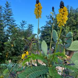 ..die Geglügelte Kassie geben ein ebenso hübschen Anblick ab.
