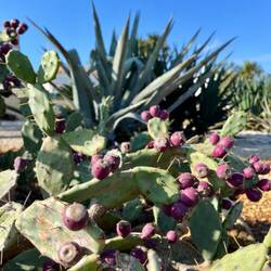 ..sowohl Opuntien als auch..