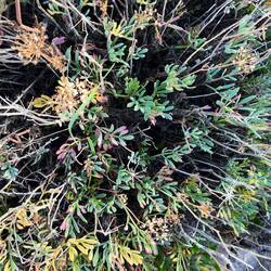 ..zu finden sind, wächst unter anderem Meerfenchel.