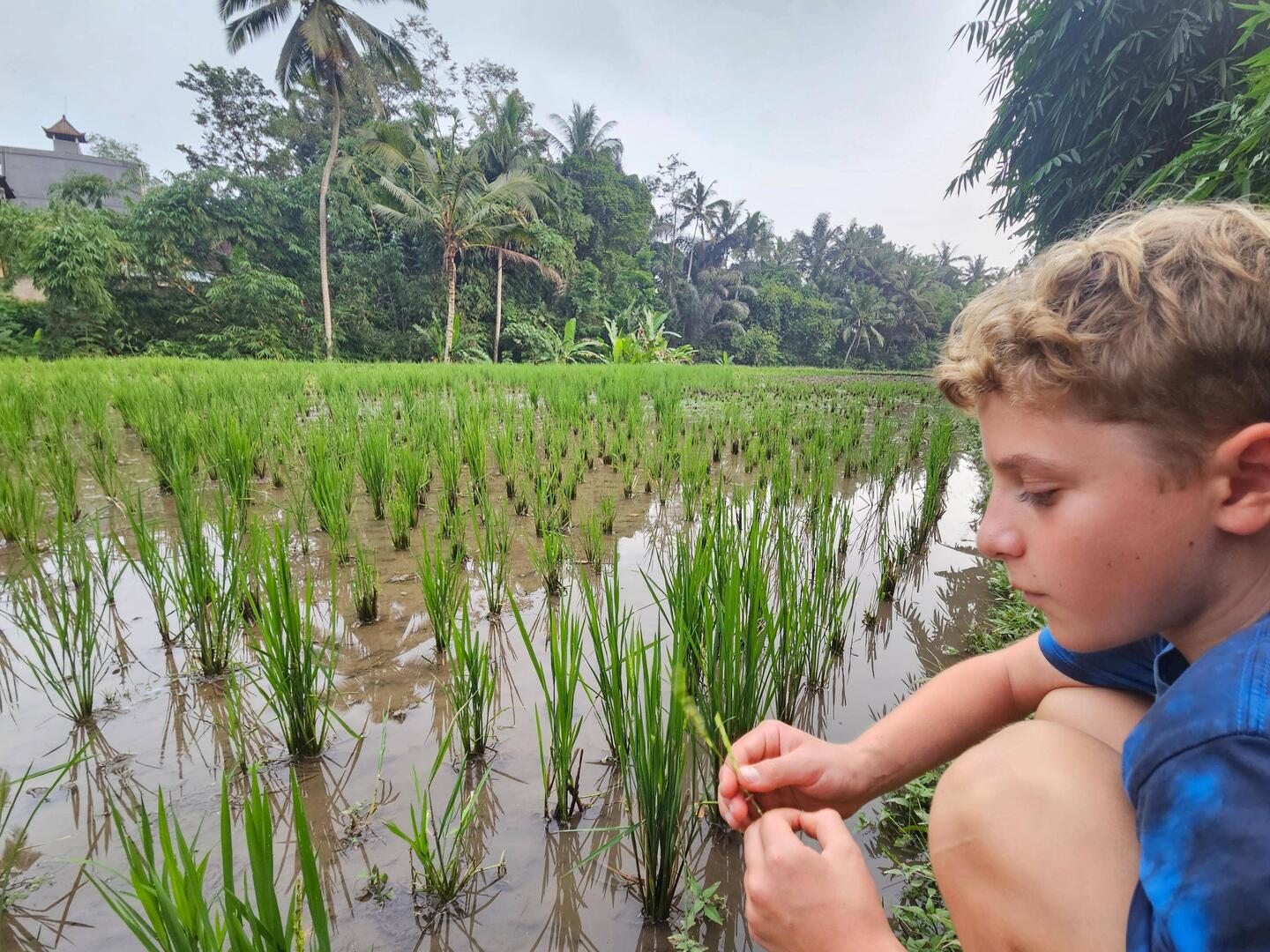 Rice fields
