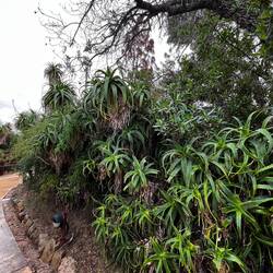 Forrest of aloe Vera