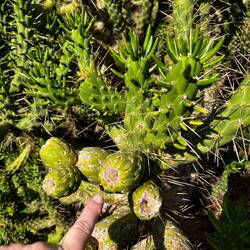 Similar fruit as prickly pear - anyone know what it is ?
