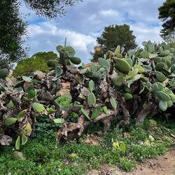 Old prickly pear