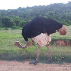 Ostrich
