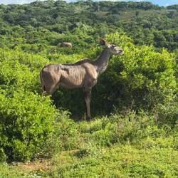 Vermutlich auch ein Kudu