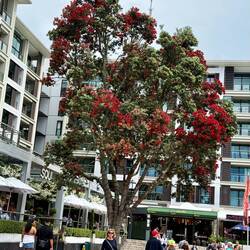 Pohutukawa (Christmas Tree)