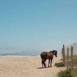 horsey on the beach