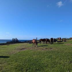 Horses chilling with the moai
