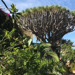 Angeblich 600 Jahre alter Drago im Sitio Litre Garden.