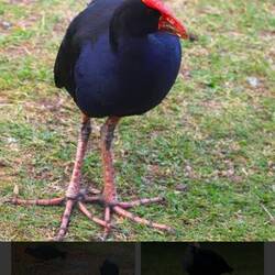 Pukeko