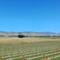 Weinberge Blenheim ( Marlborough District)